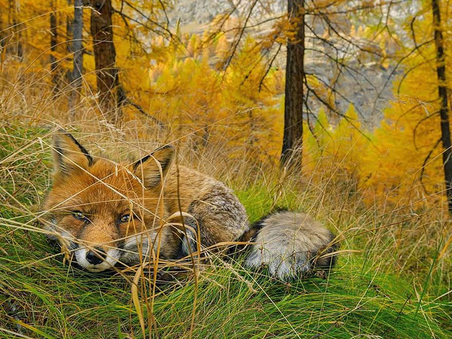 Fox Found, Gran Paradiso National Park , Italy
