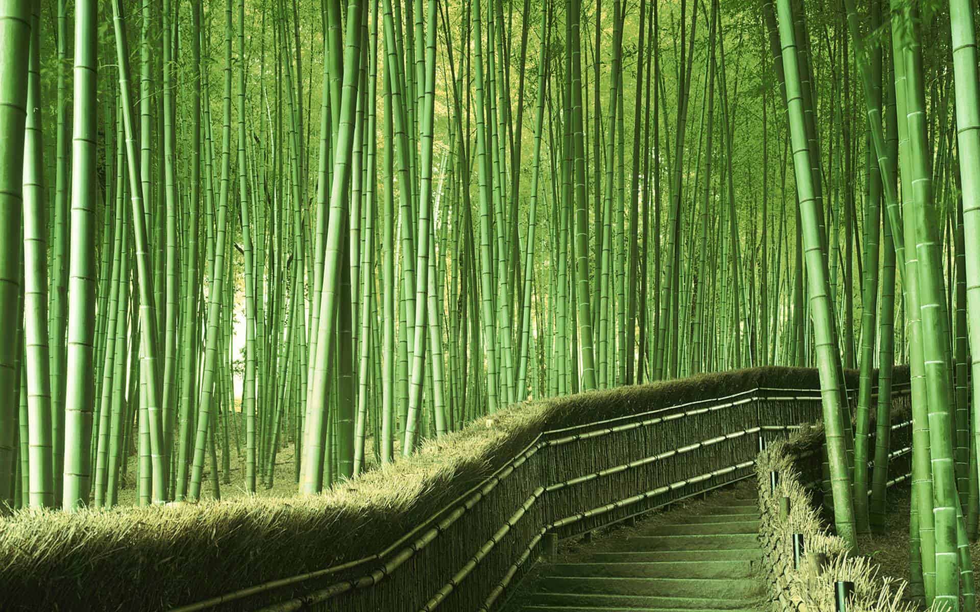 Bamboo Path, Kyoto, Japan