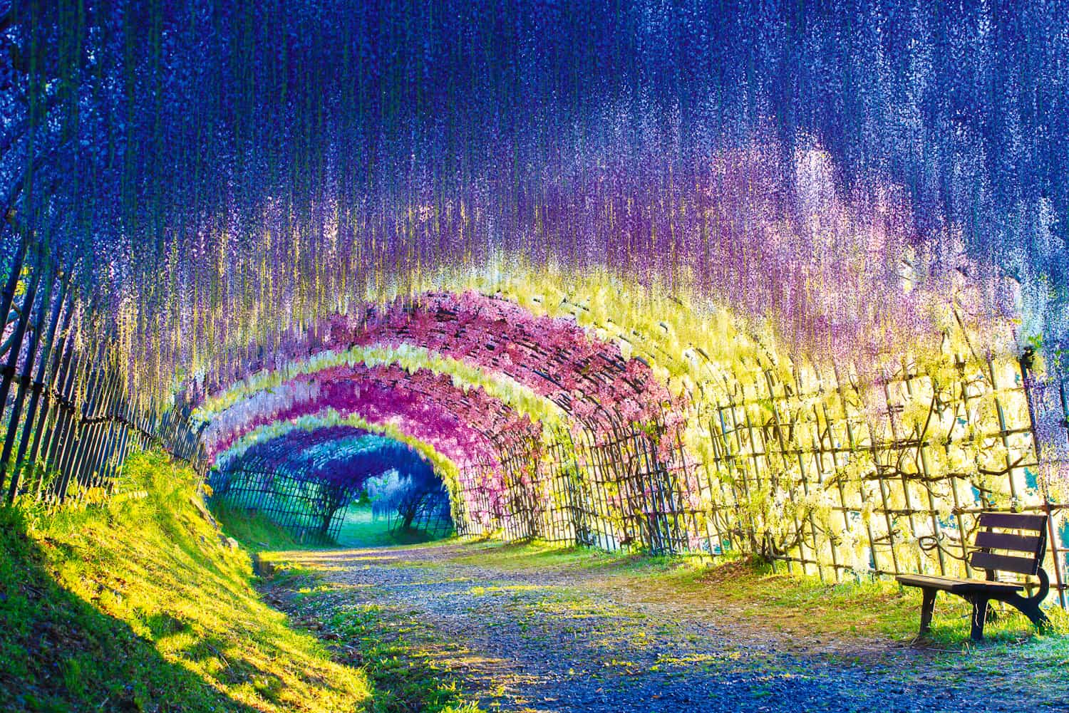 There were no special effects, no photoshop, no editing involved. Wisteria Tunnel