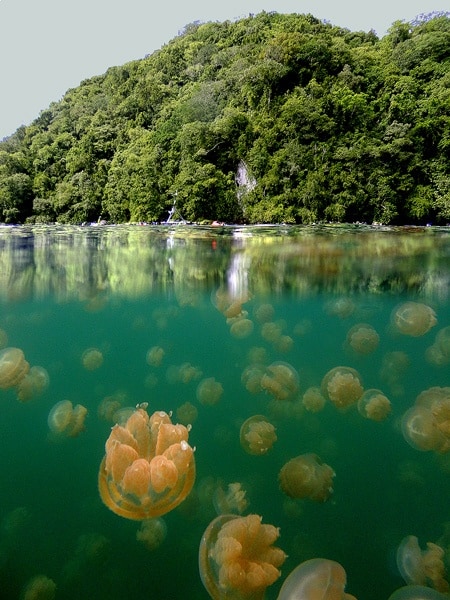 Jellyfish Lake, Republic of Palau
