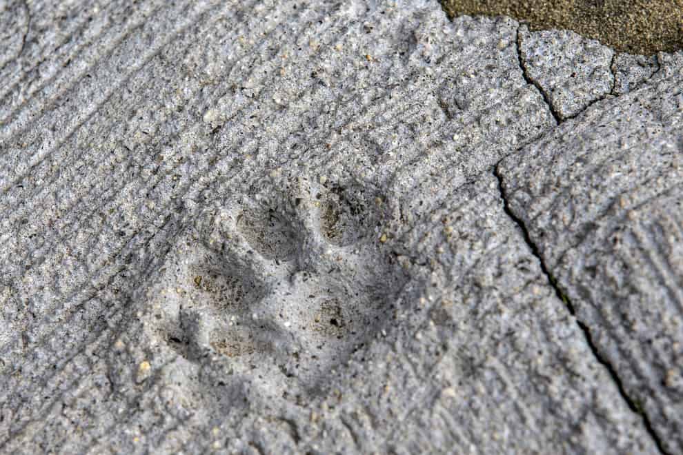 The print of a cat paw is embedded in concrete on Aoshima. Thomas Peter/Reuters