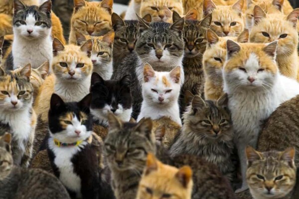 I bet you haven't see so many cats in one photo ever before!