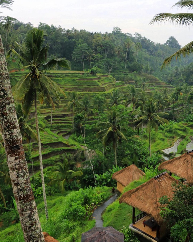Tegalalang Rice Fields, Bali. Photo by Marco Tjokro