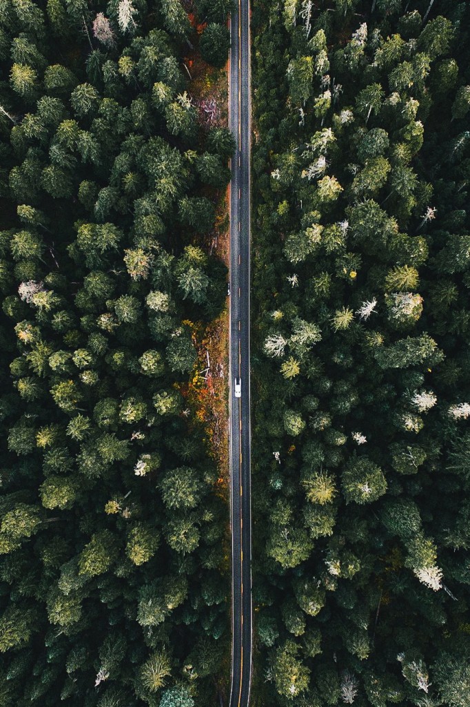 Tiny car or just really big trees - alliemtaylor on IG
