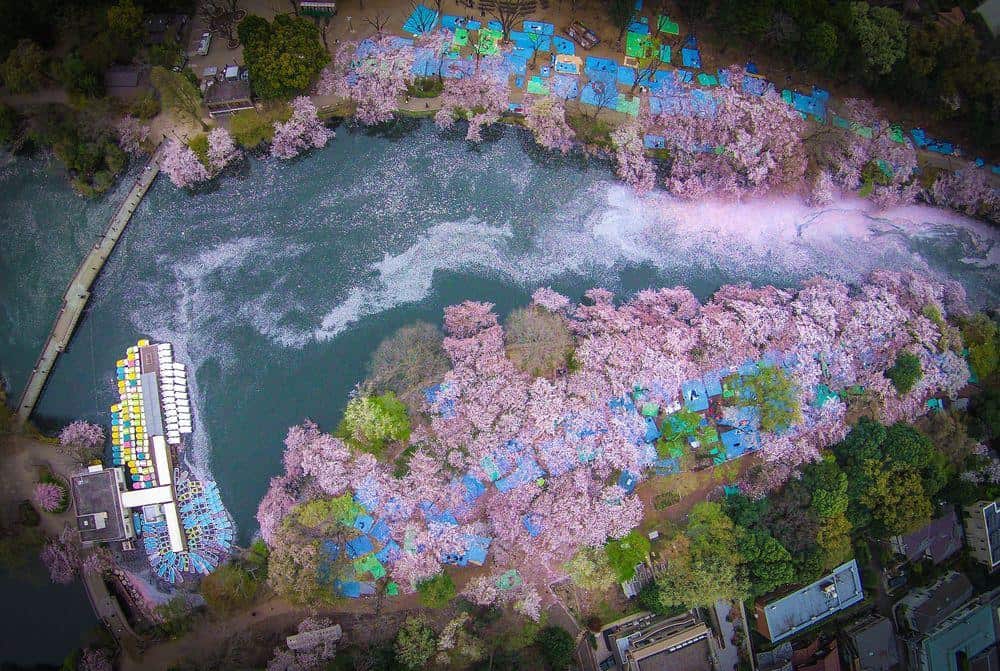 Inokashira park in Tokyo where many people celebrate their hanami event