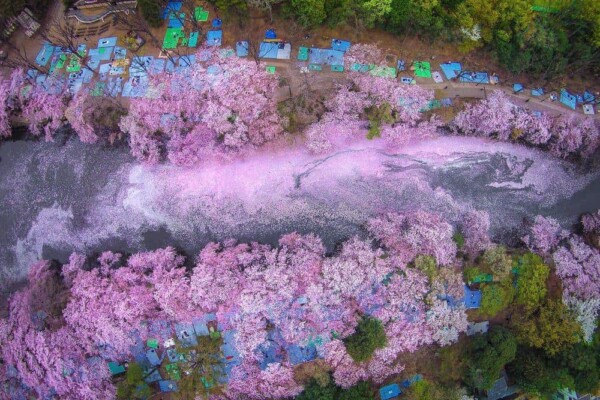 Inokashira park where some japanese celebrate their hanami party under the tree of cherry blossom
