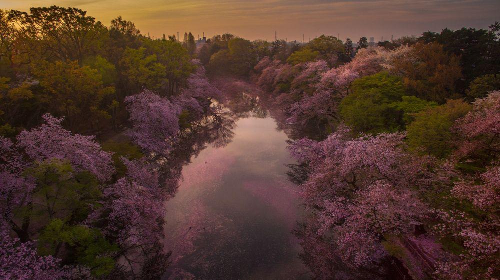 Sunrise moment at Inokashira park when the cherry blossom fall