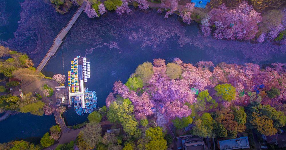 Cherry Blossoms colorful lake view. Aerial shot by Danilo Dungo.