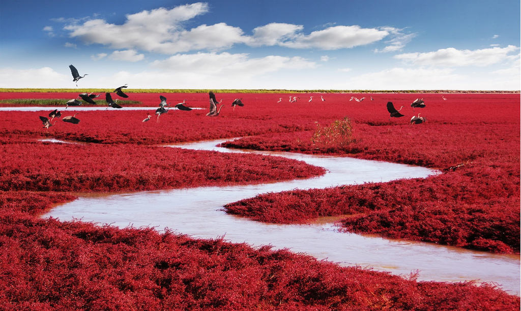 The Red Beach in Panjin, China. There is no sand but only seaweeds covering almost the entire Liaohe Delta. Photo credit MJiA