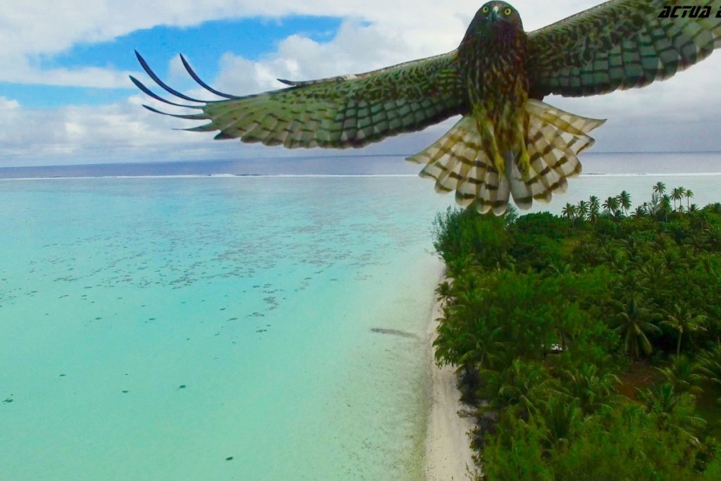 A magnificent bird attack in French Polynesia