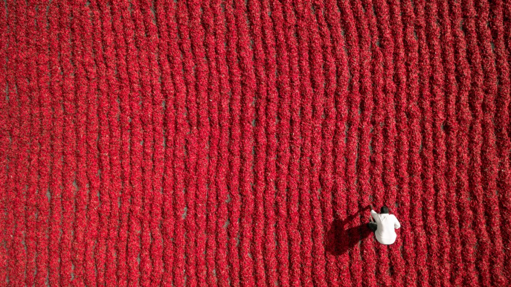 Red chilly farmer in Guntur , India