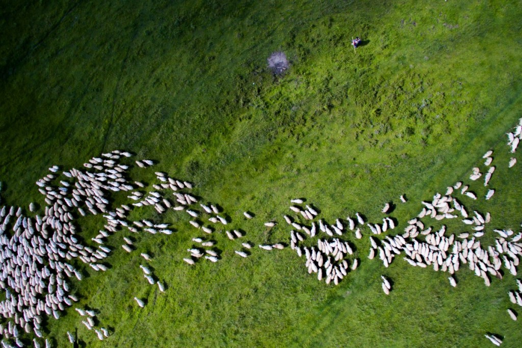 Swarm of sheep near Sibiu, Romania