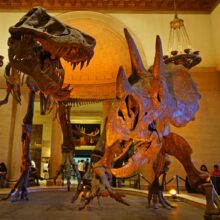 The 25 Best Museums in the US – National History Museum Los Angeles County